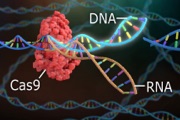 main illustration image - CRISPR/Cas9-mediated Gene Knockout