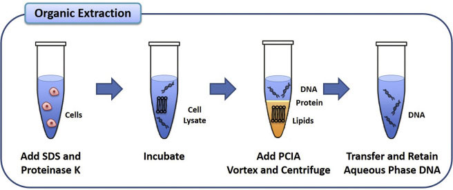 Dna Extraction Using Phenol Chloroform