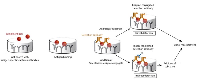 indirect sandwich elisa